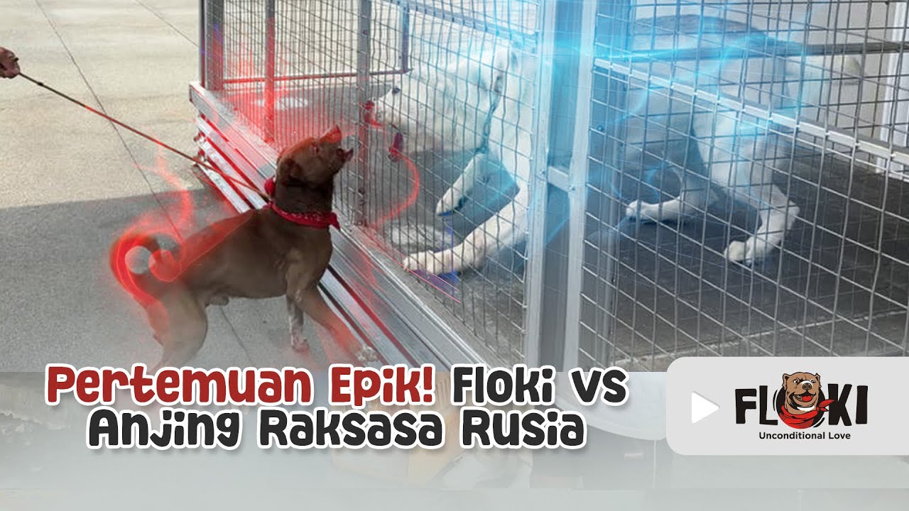 REAKSI FLOKI KETEMU ‘VERNO’ ALABAI RAKSASA DARI RUSSIA ‼️
