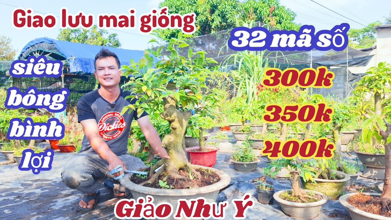20/03/2026/💥Mai vàng, mai giống mới nhất hiện nay, siêu bông bình lợi, giảo như ý 