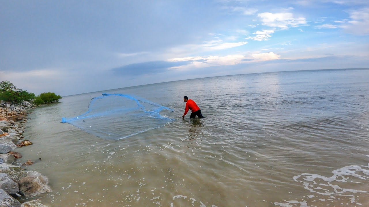 Menjala Udang Tepi Pantai