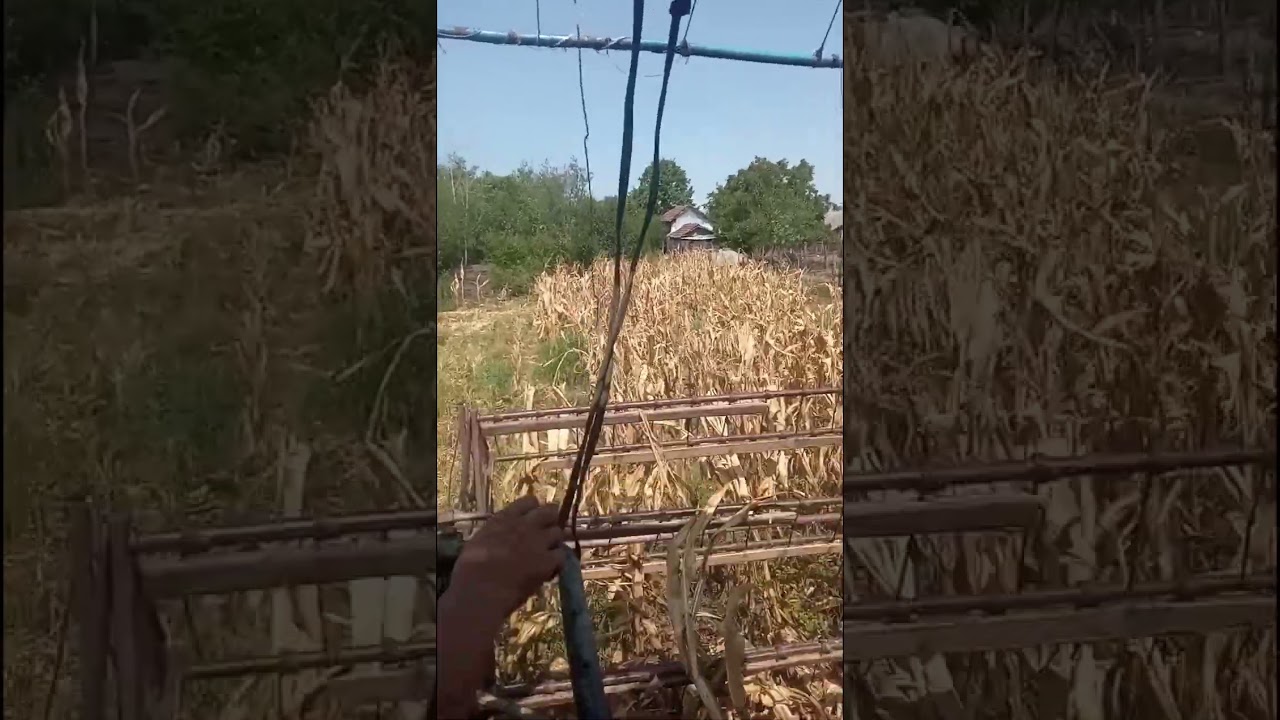 claas europa recoltat porumb 2023