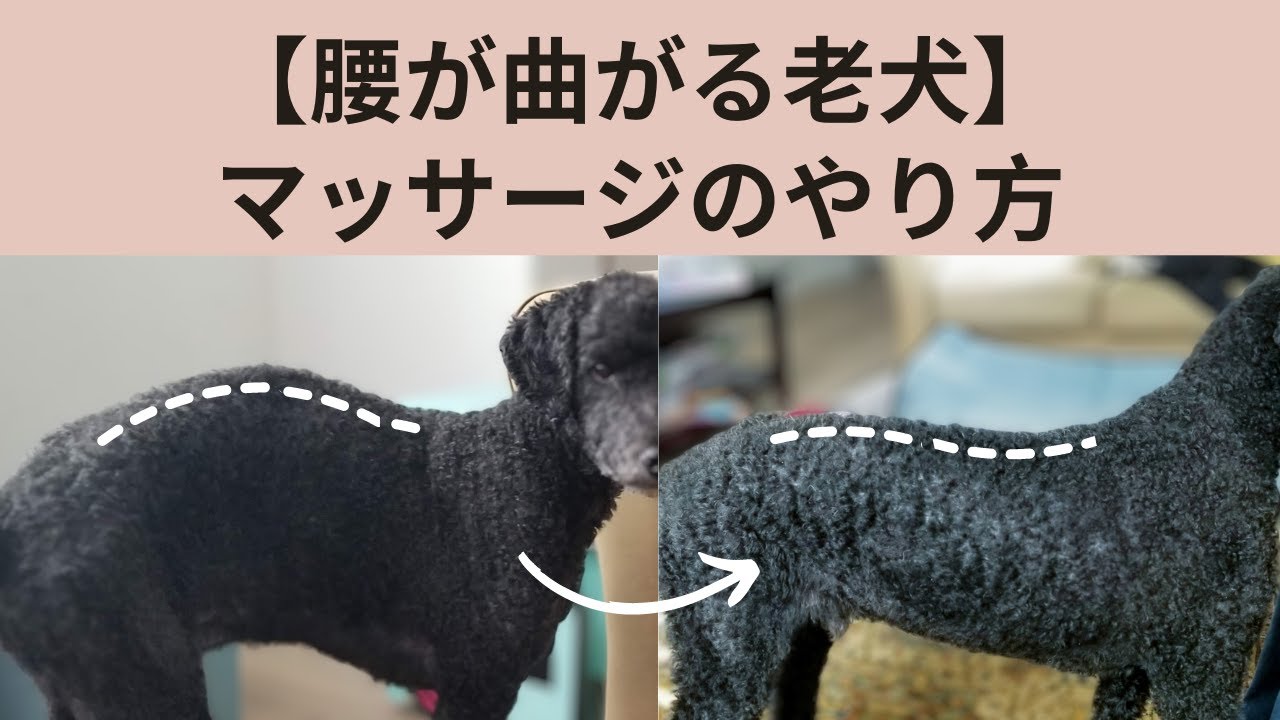 【腰が曲がる老犬】マッサージのやり方 Canine Massage for Older Dogs with Arched Backs