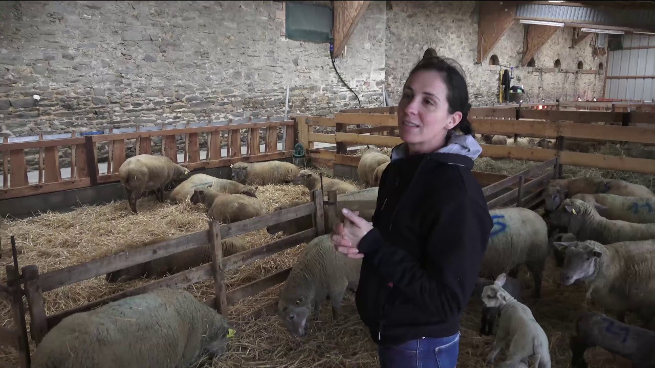 Eleveuse de brebis en Mayenne