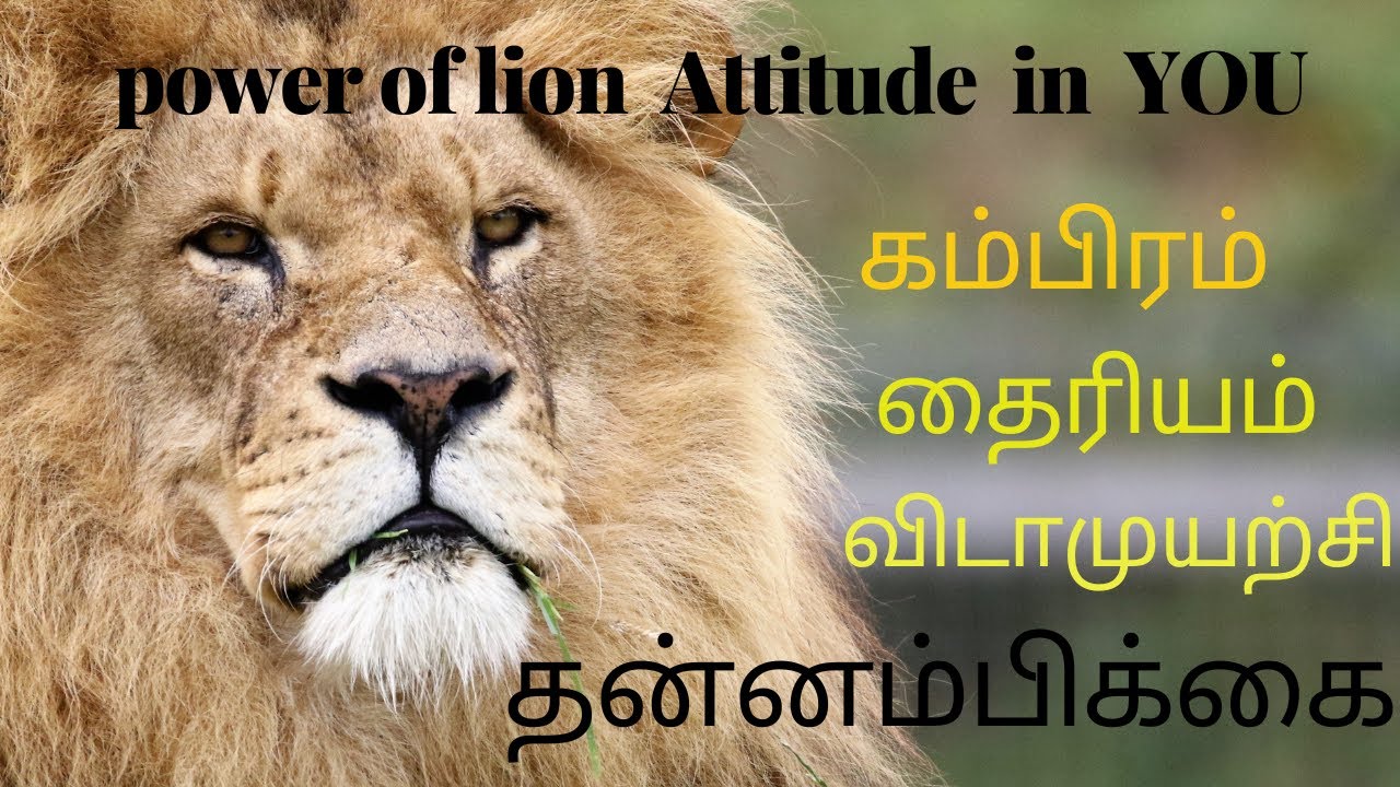 power of lion attitude in you|கம்பிரம் | தன்னம்பிக்கை |தைரியம்|விடாமுயற்சி|