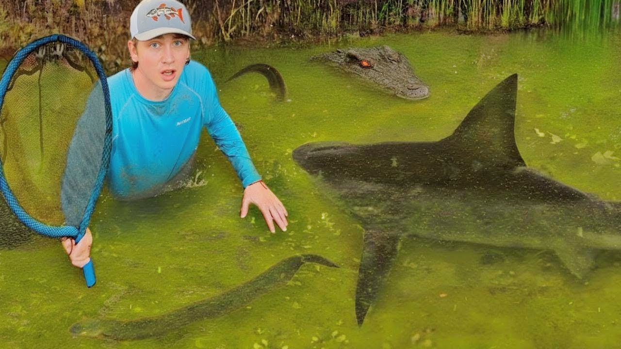 Я нашёл пруд, кишащий огромными акулами!