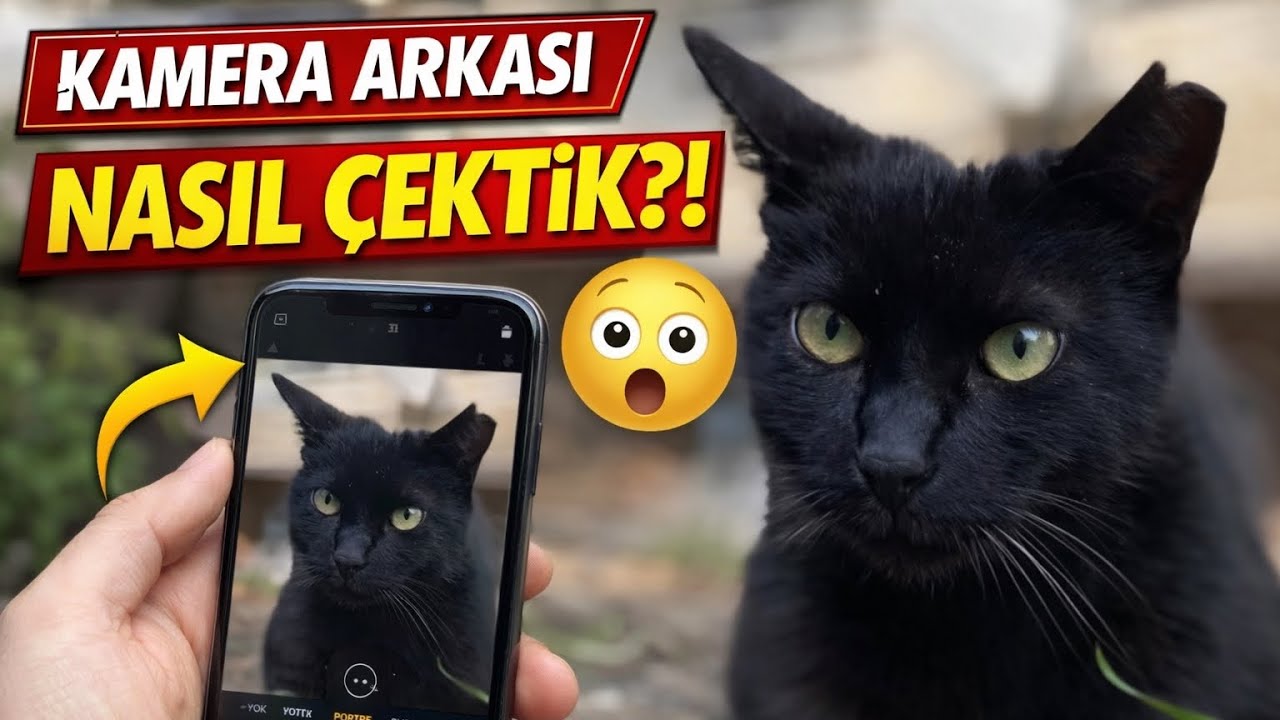 Kamera arkası (12) #kedi #kedivideoları #cat #cat catvideos #catlover