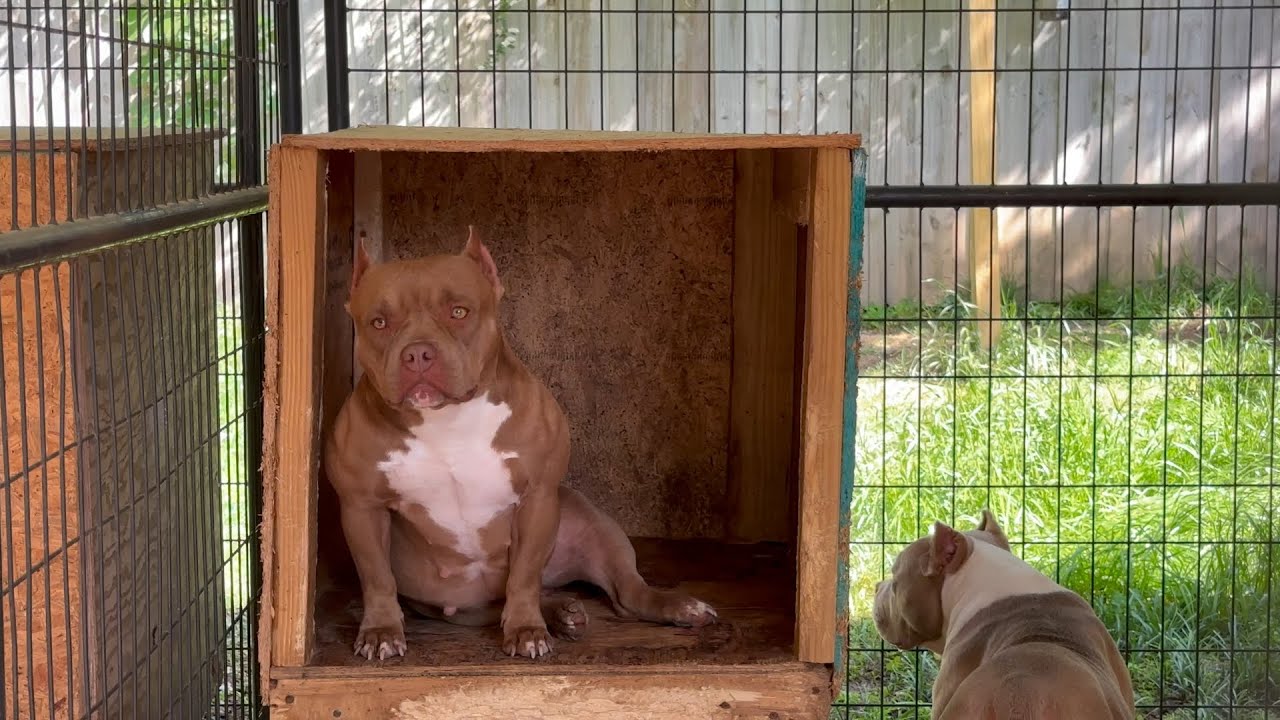 Обновление питомника American Bully! SSKK