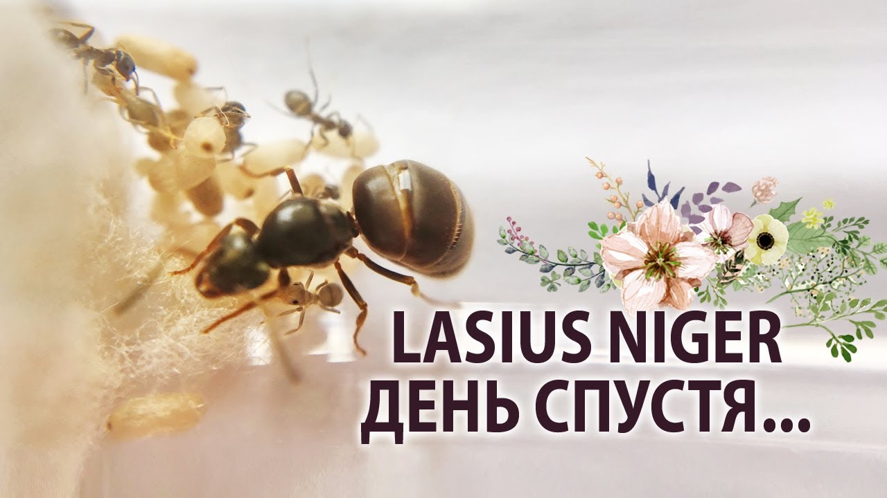 Lasius niger: День спустя...