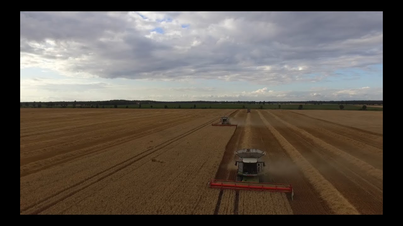 Żniwa pszenicy 2019 w GR.Wawrzyniak|2x Claas lexion 770 TT