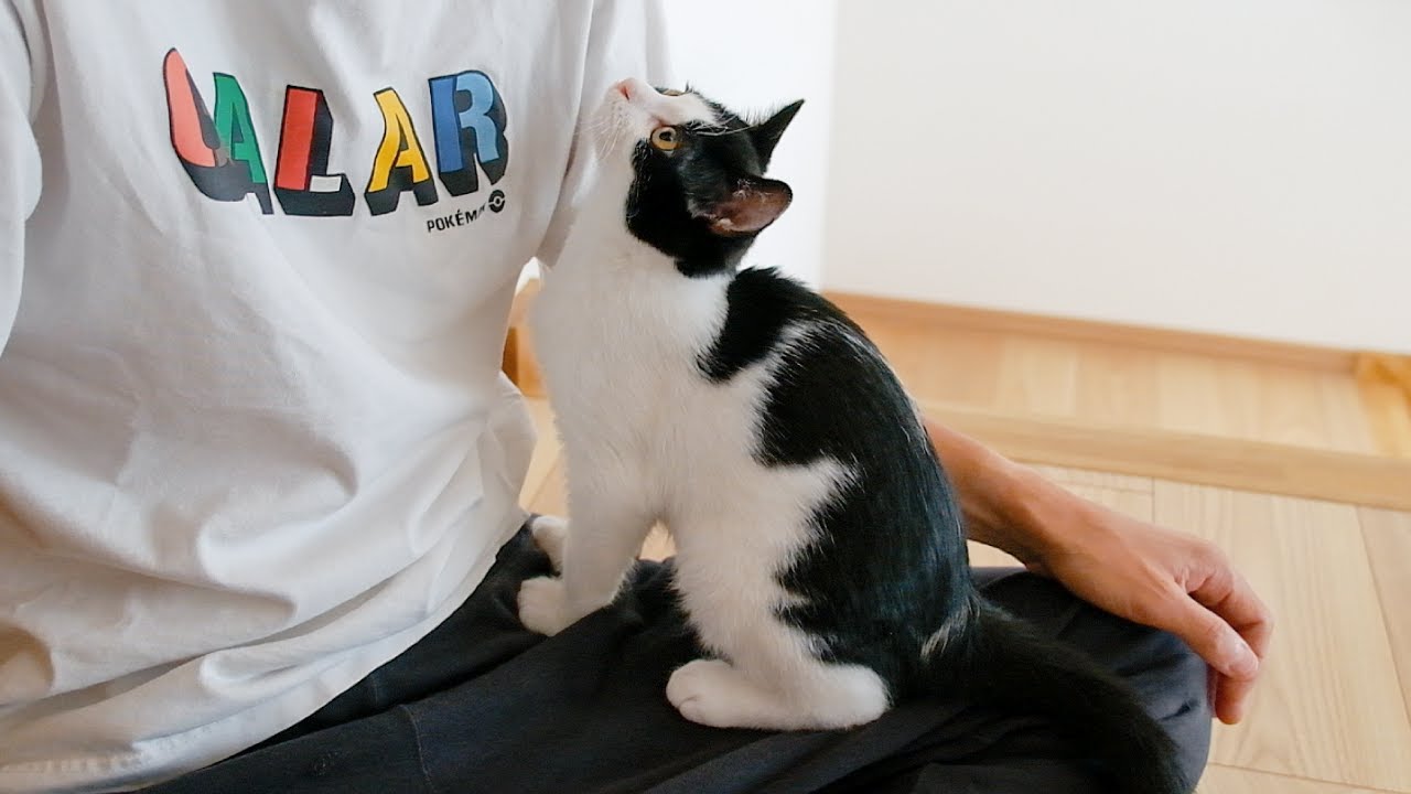 家族にべったりな保護猫たちが甘えん坊すぎて困…らない！
