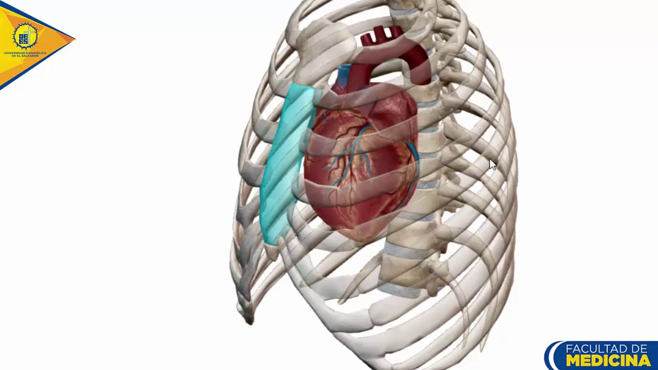 Anatomía del Corazón: Pared cardíaca - Dr. Ottoniel Sánchez