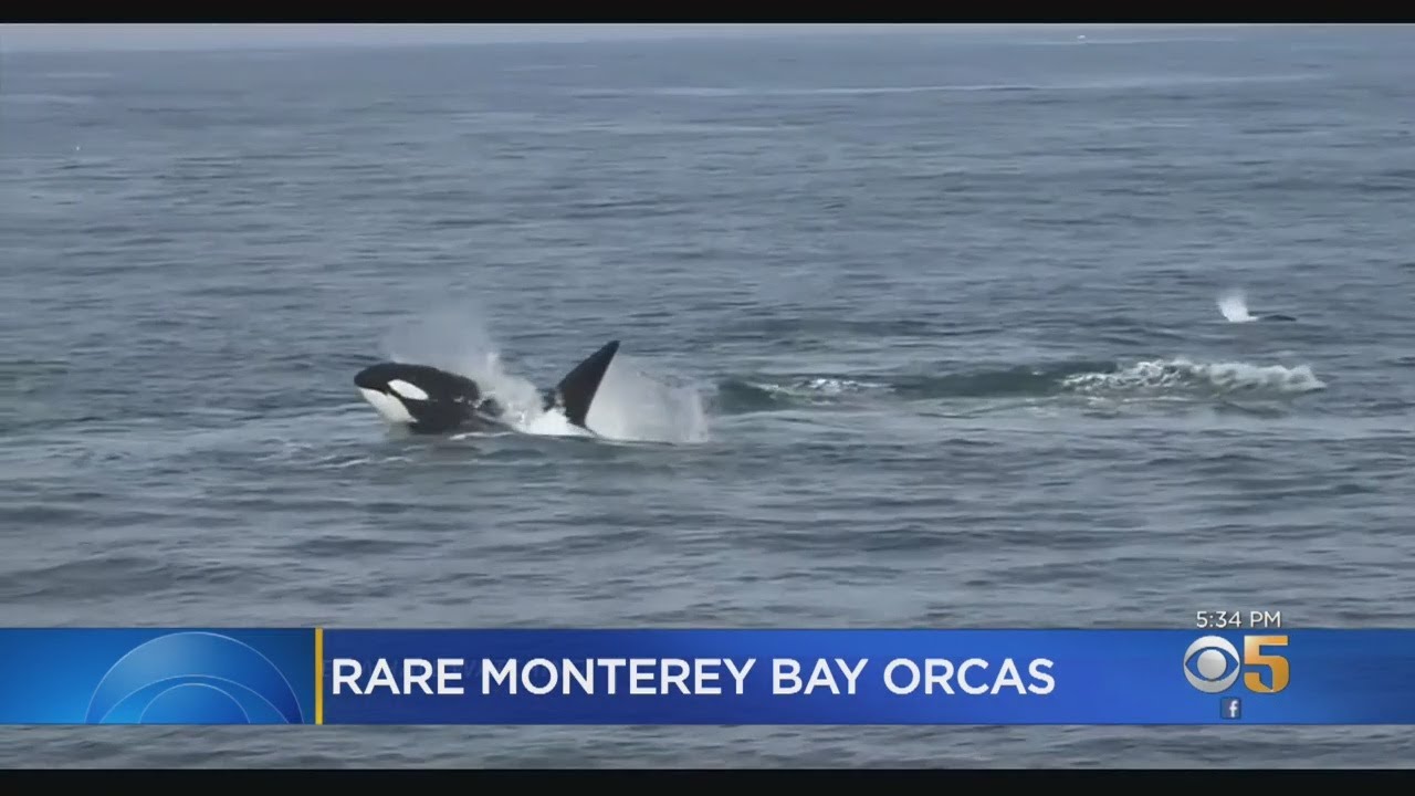 Killer Whale Pod Appears In Monterey Bay