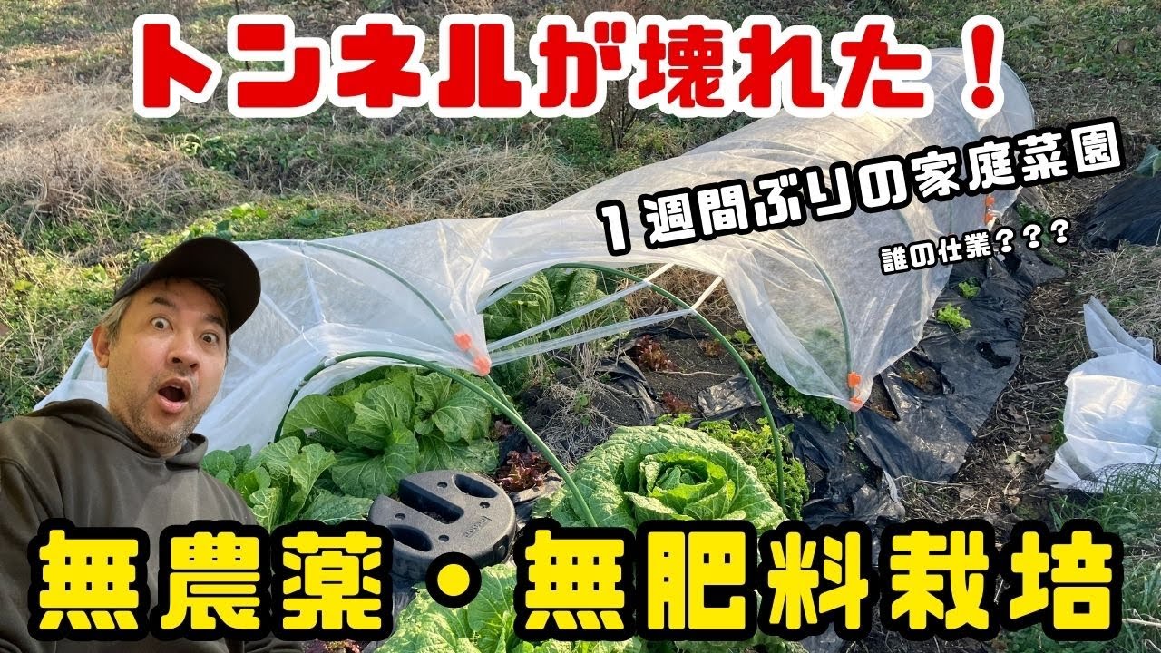 トンネルが壊れた！１週間ぶりに訪れた家庭菜園での出来事！エントラ菜園2026.1.13