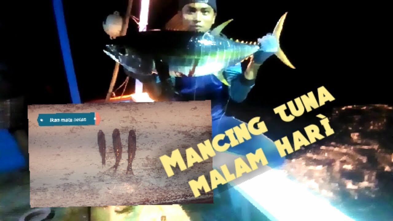 CARA MANCING IKAN TUNA || UMPAN MATA SETAN DAN HASIL NYA LUAR BIASA POKOKNYA TOP MARKOTOP