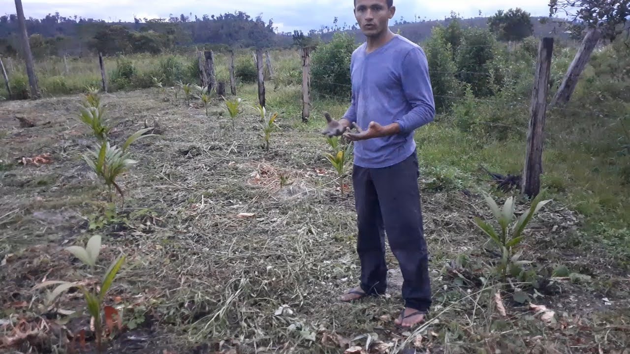 PLANTIO DE AÇAI COM  2 MÊS   , como está e o que vou fazer pra MELHORAR...