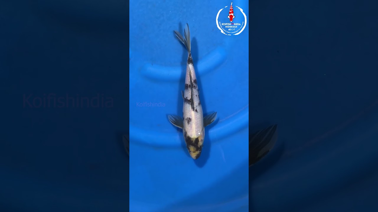 Shiro Utsuri 31cm Marusei KoiFarm (MFP6-49)|Imported from Japan|Buy Japanese KoiFish Online in India