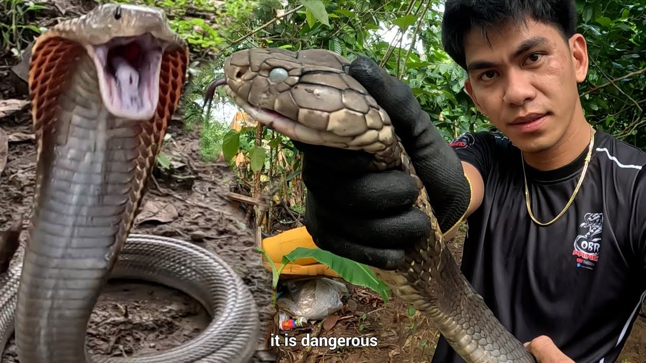 JUMBO BLACK  KING COBRA AT MATATAPANG NA COBRA ANG NASAGUPA NI COBRA PRINCE