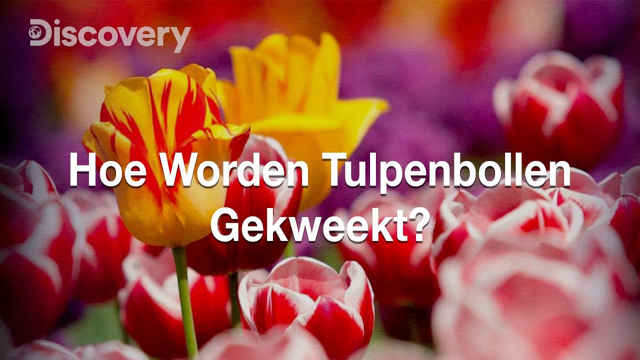 Het leven van een tulp | How Do They Do It