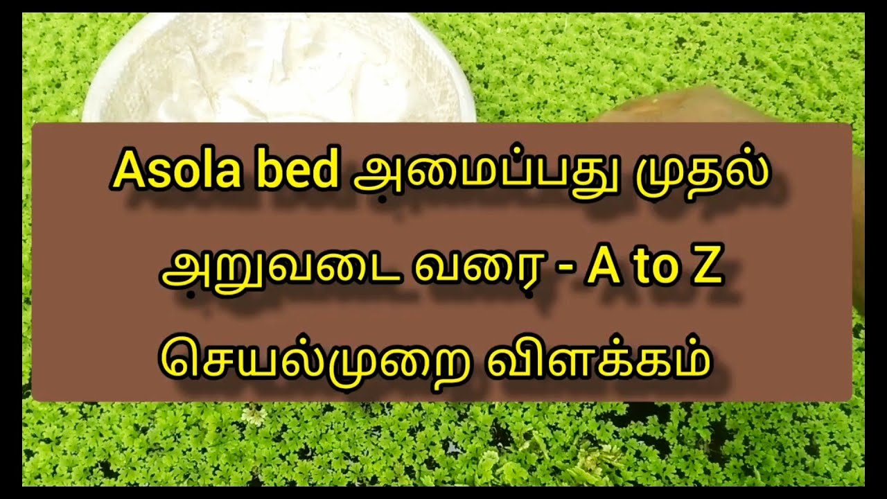 Asola bed அமைப்பது முதல் அறுவடை வரை | A to Z செயல்முறை விளக்கம் | 8 நாள் வளர்ச்சி ஒரே பதிவில் #Asola