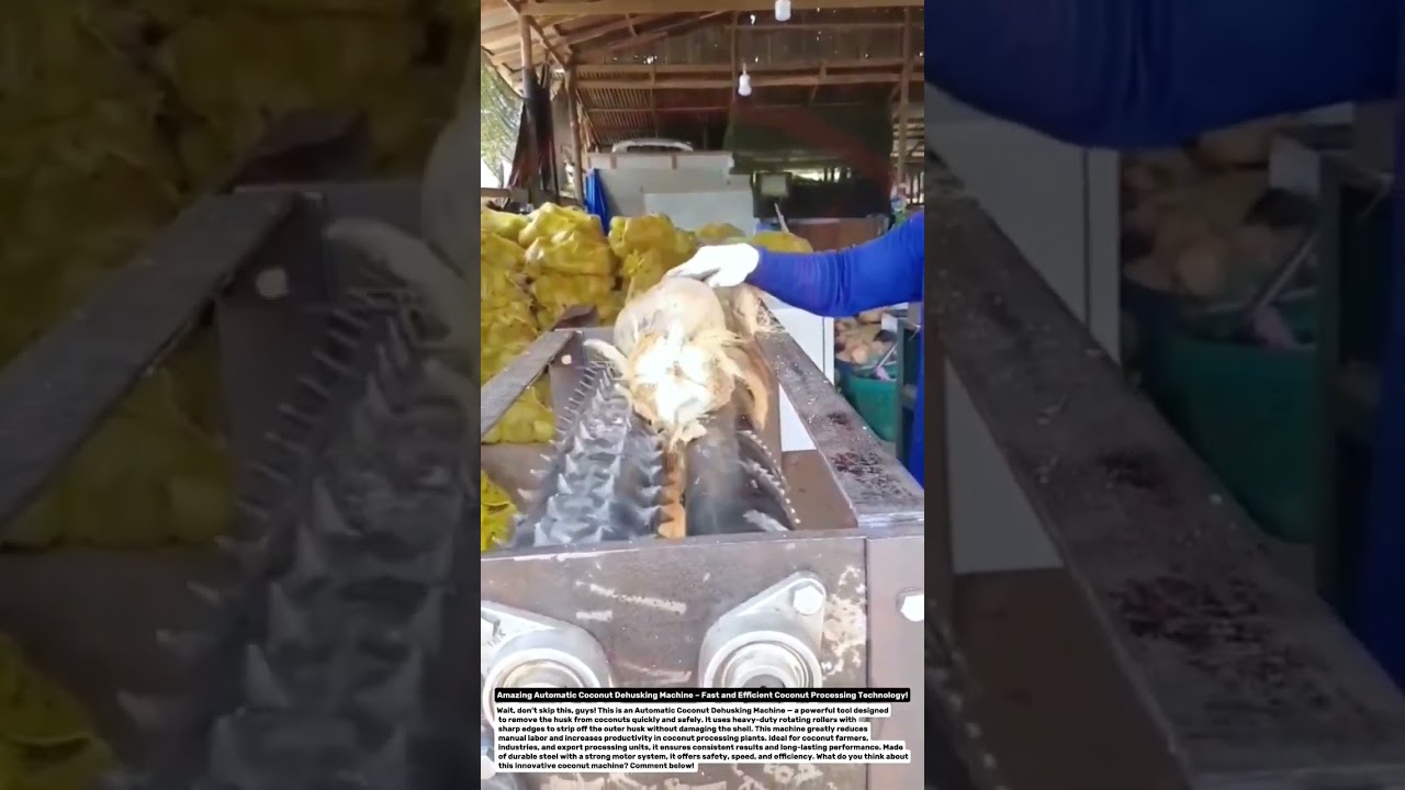 Amazing Automatic Coconut Dehusking Machine &ndash; Fast and Efficient Coconut Processing Technology!.