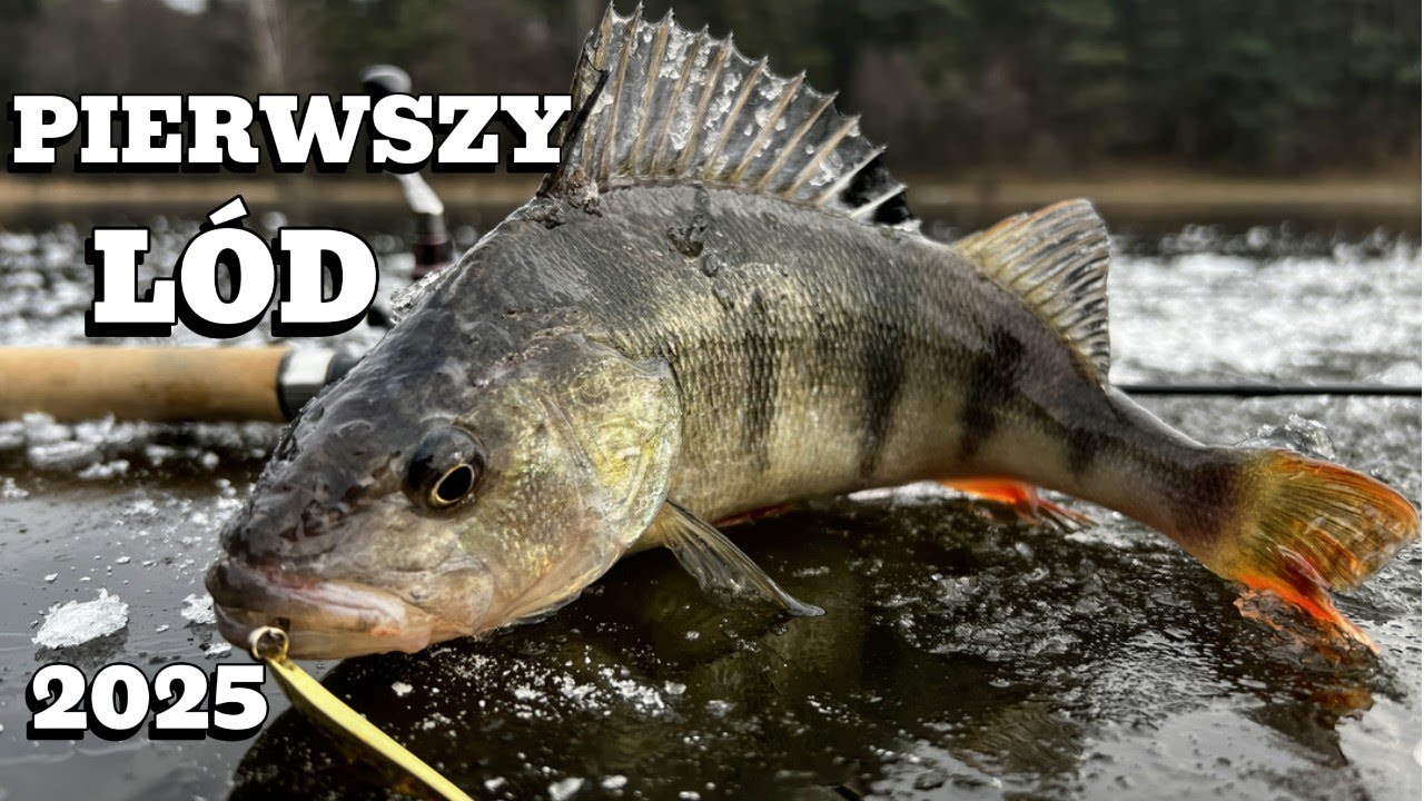 Okonie na blaszki z lodu | łowimy na małym płytkim leśnym jeziorku