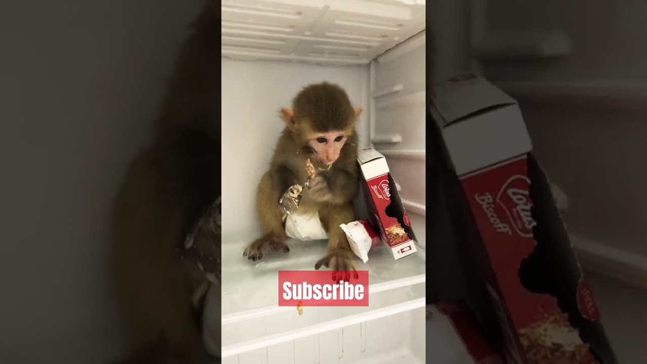 Hungry Monkey At Night 🍦😋 #monkey