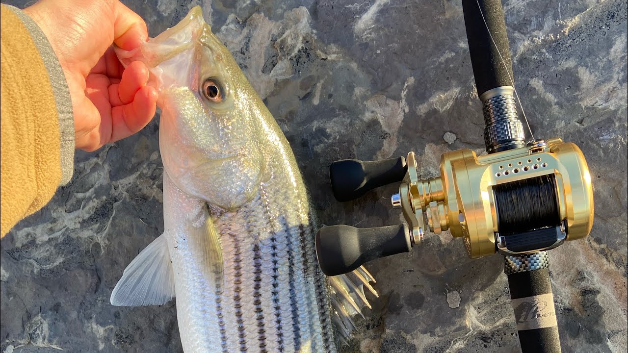 Catching Striped Bass On My New Shimano Calcutta Conquest