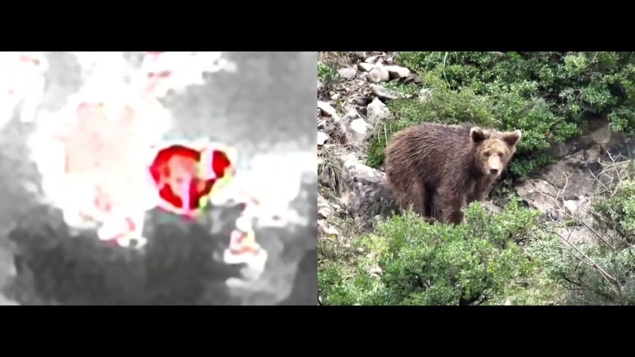 🐻 Yalova’da ilginç ihbar!📌 Keçi sanılan hayvan termal drone görüntülerinde boz ayı çıktı.