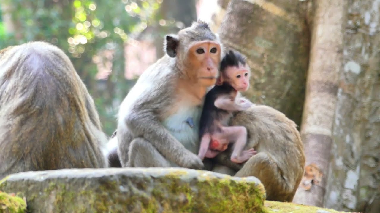 Saxon monkey on her hand care baby , and She will move find any fruit and other what She wants