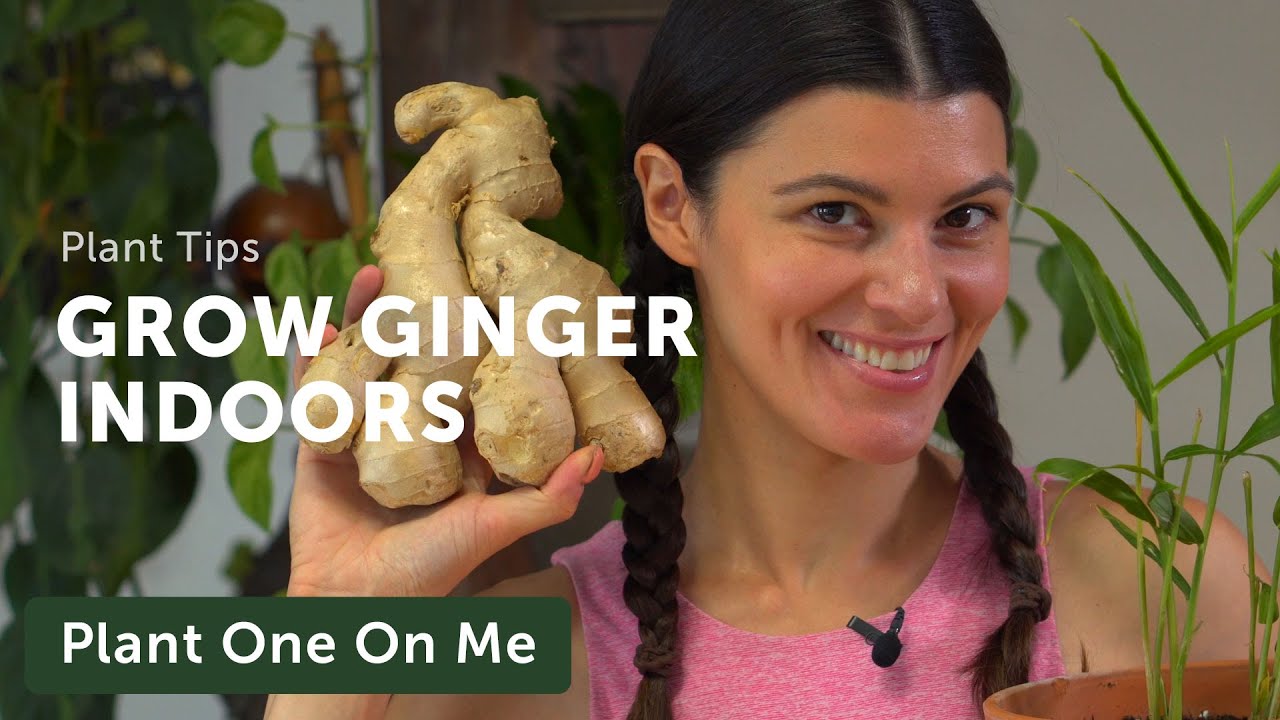 Grow GINGERS Indoors! — Ep 194