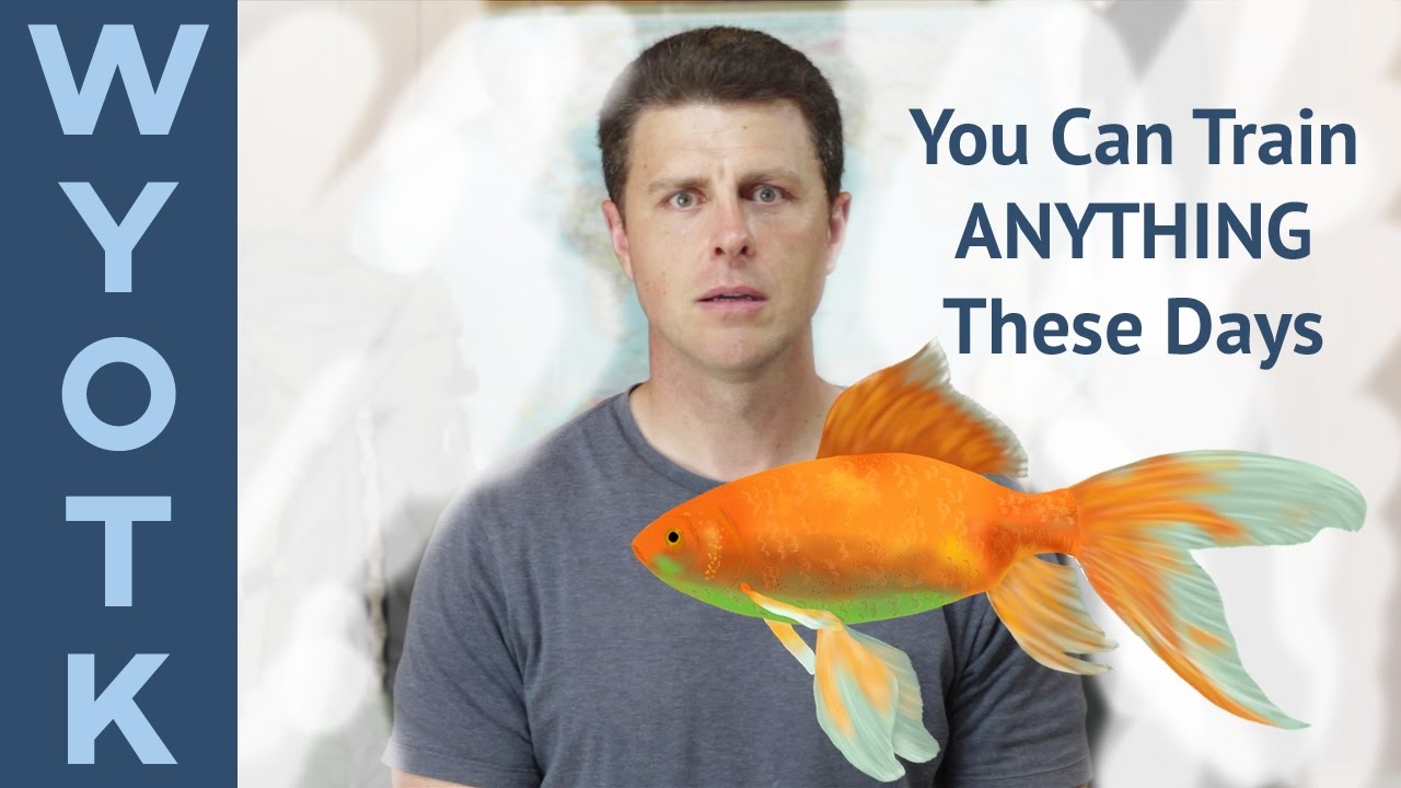 Goldfish Graduation ... Here Fishy Fishies
