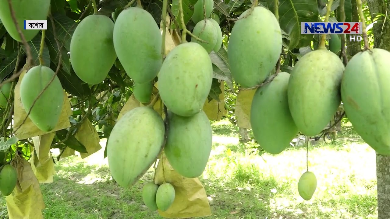 বারি-৮ জাতের আম উৎপাদনে  ব্যাপক সাফল্য পেয়েছেন যশোরের বাগান মালিকরা 25Jun.19