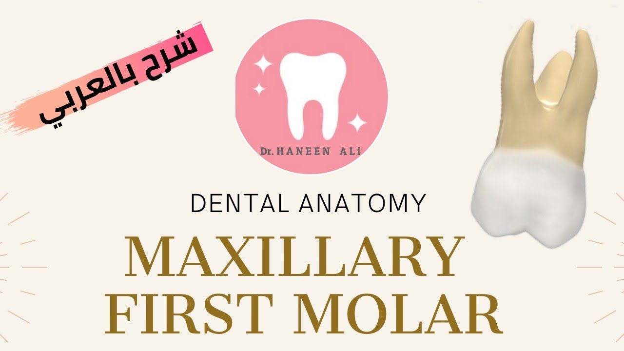 Maxillary first molar morphology شرح موفولوجي بالعربي