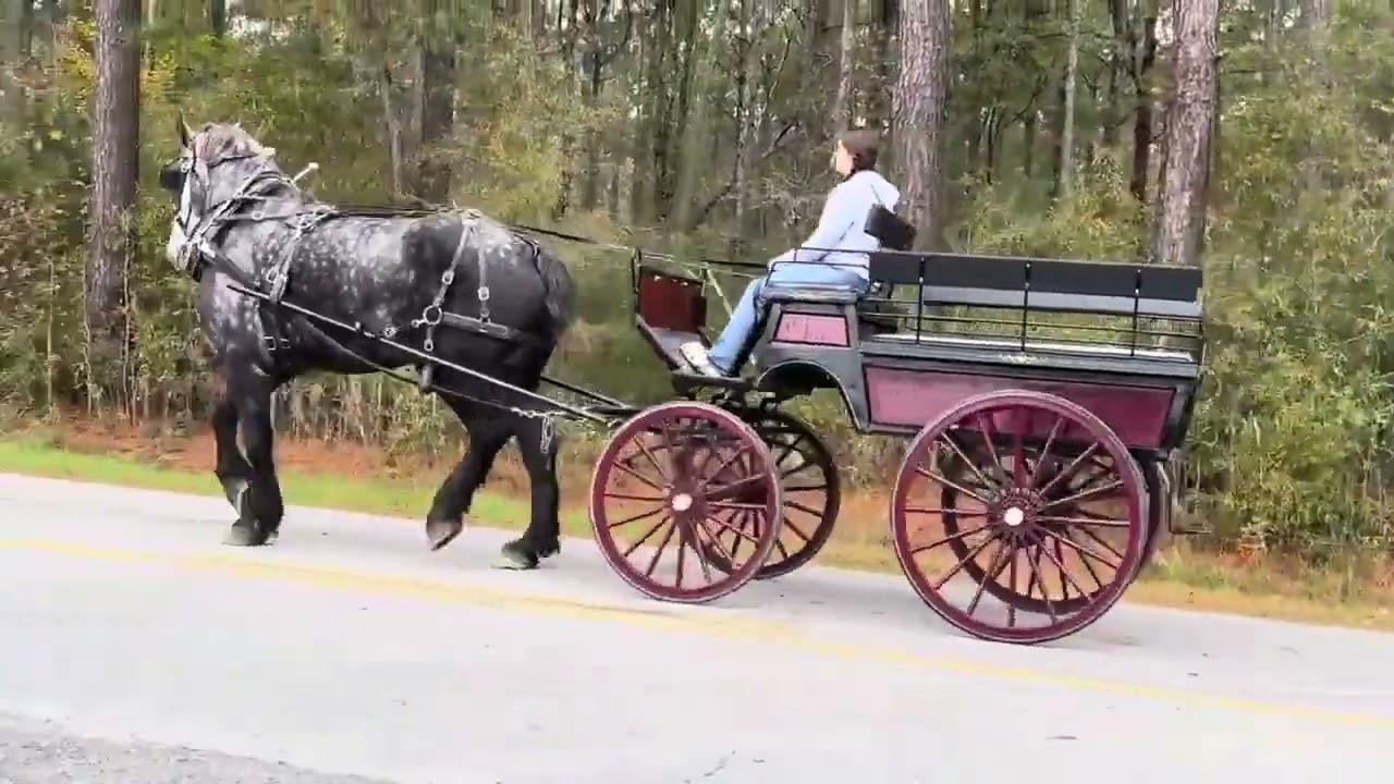 Grey Percheron Gelding For Sale