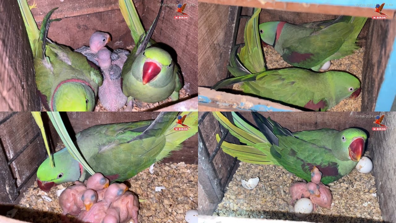 Raw Parrots Breeding Setup | Eggs and Chicks Are Coming Out | 1st and 2nd Clutch | M Birds