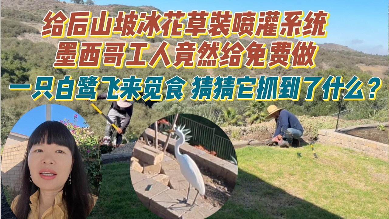 后山坡的冰花草夏天总是变枯黄，我们打算给装上喷淋系统，墨西哥工人竟然说给我家免费做。一只漂亮的白鹭飞到后院觅食，猜猜它抓到了什么？
