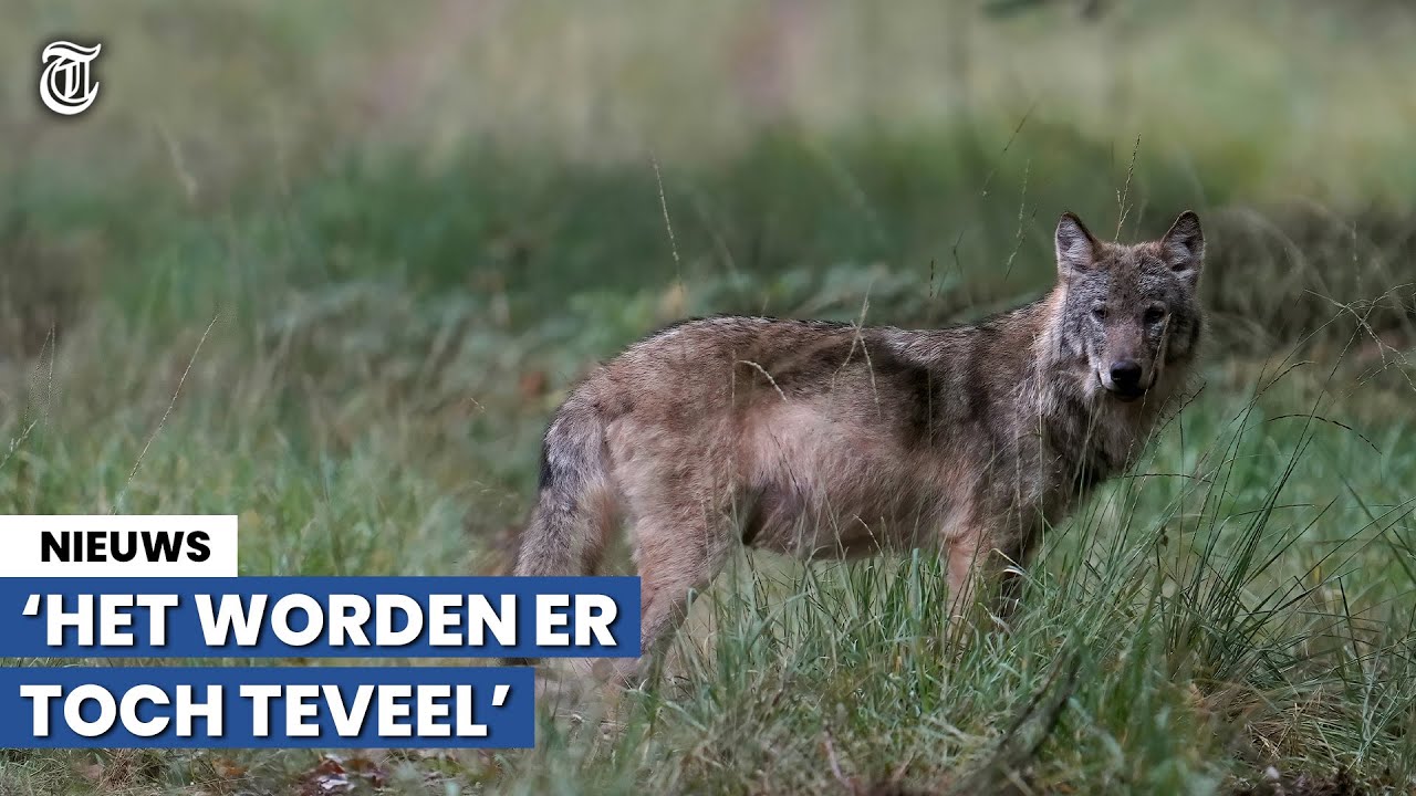 Jongen ‘belaagd’ door wolven: ‘Mag niet meer alleen fietsen’