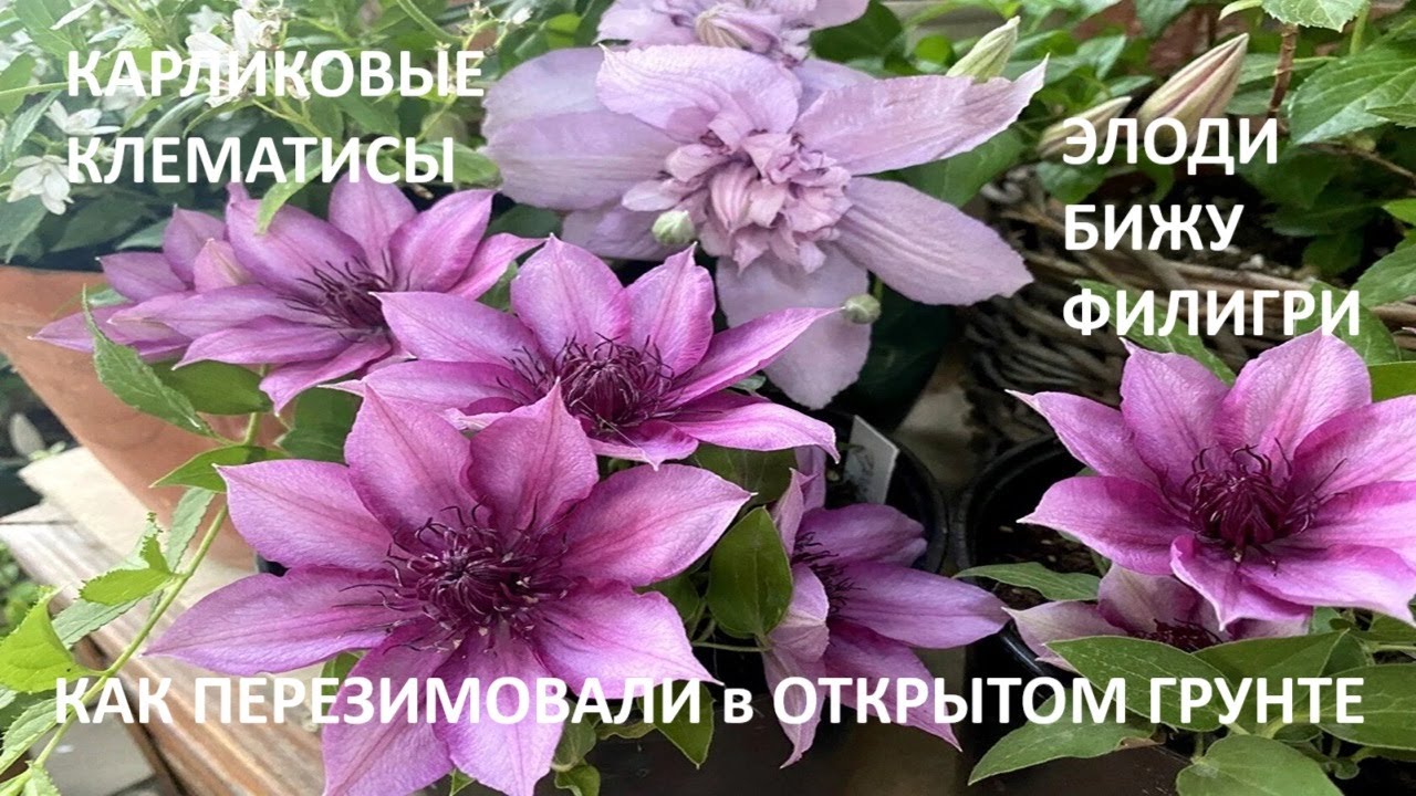 Как  перезимовали карликовые клематисы в ОГ  //Обзор// Что цветет в саду   5-15 марта 2025 г.