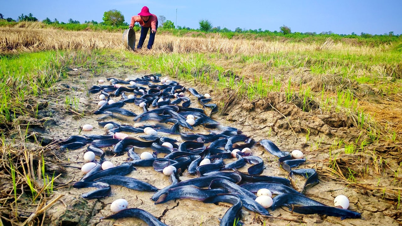Top amazing, a lot of duck eggs and catch fish in water near village by hand skills
