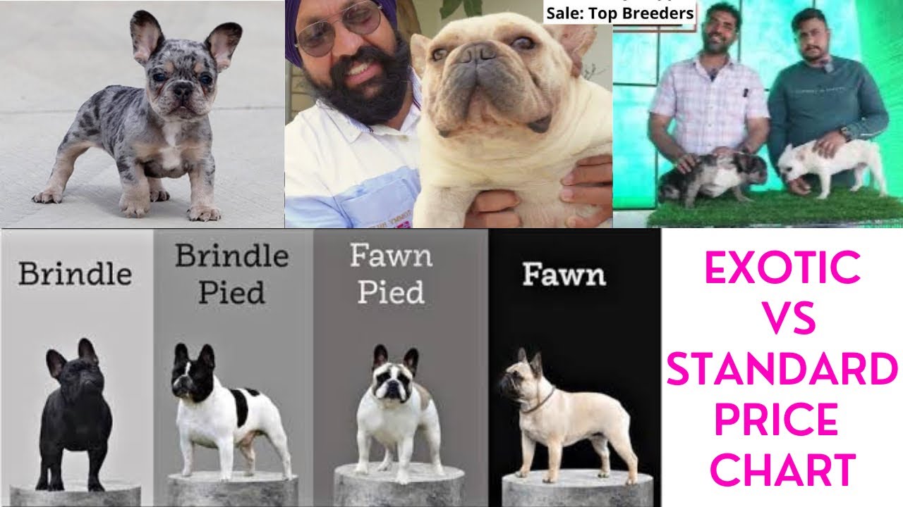 EXOTIC vs STANDARD - Rare Colors in French Bulldogs (PRICE CHART)