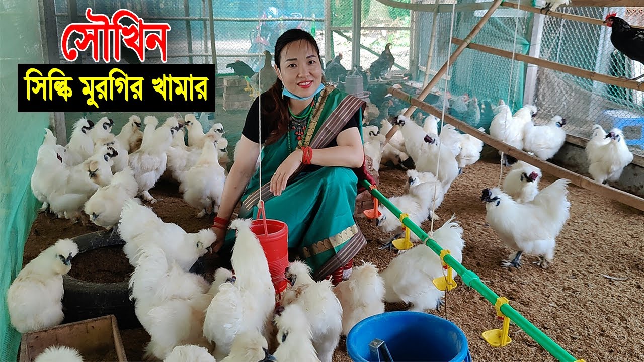 চীনা নারী উদ্যোক্তার সৌখিন সিল্কি মুরগির খামার।সিল্কি মুরগি পালনে খরচ কম লাভ বেশি।Silki morgi