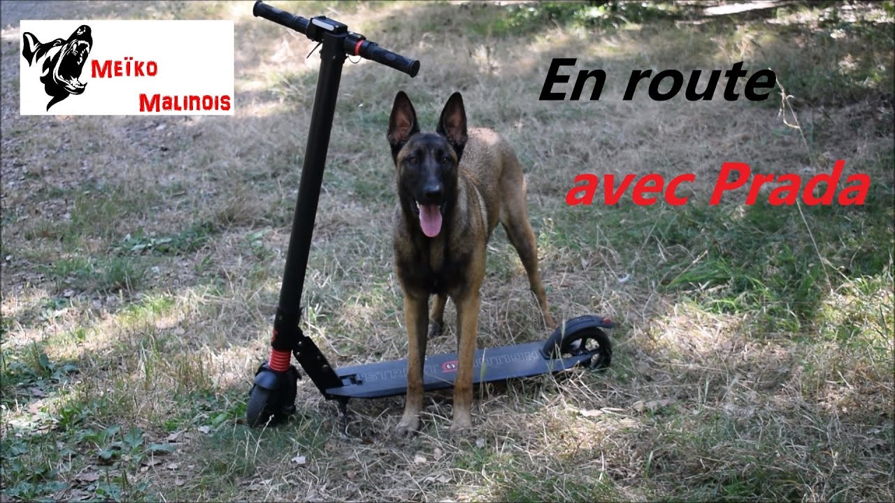 Faire de la trottinette avec son chien