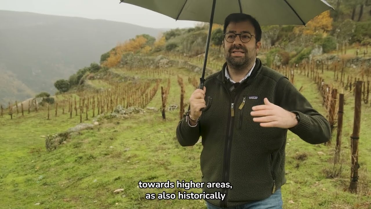 Viñedos de altura en Valdeorras: Así se logran unos de los vinos más diferenciados y equilibrados