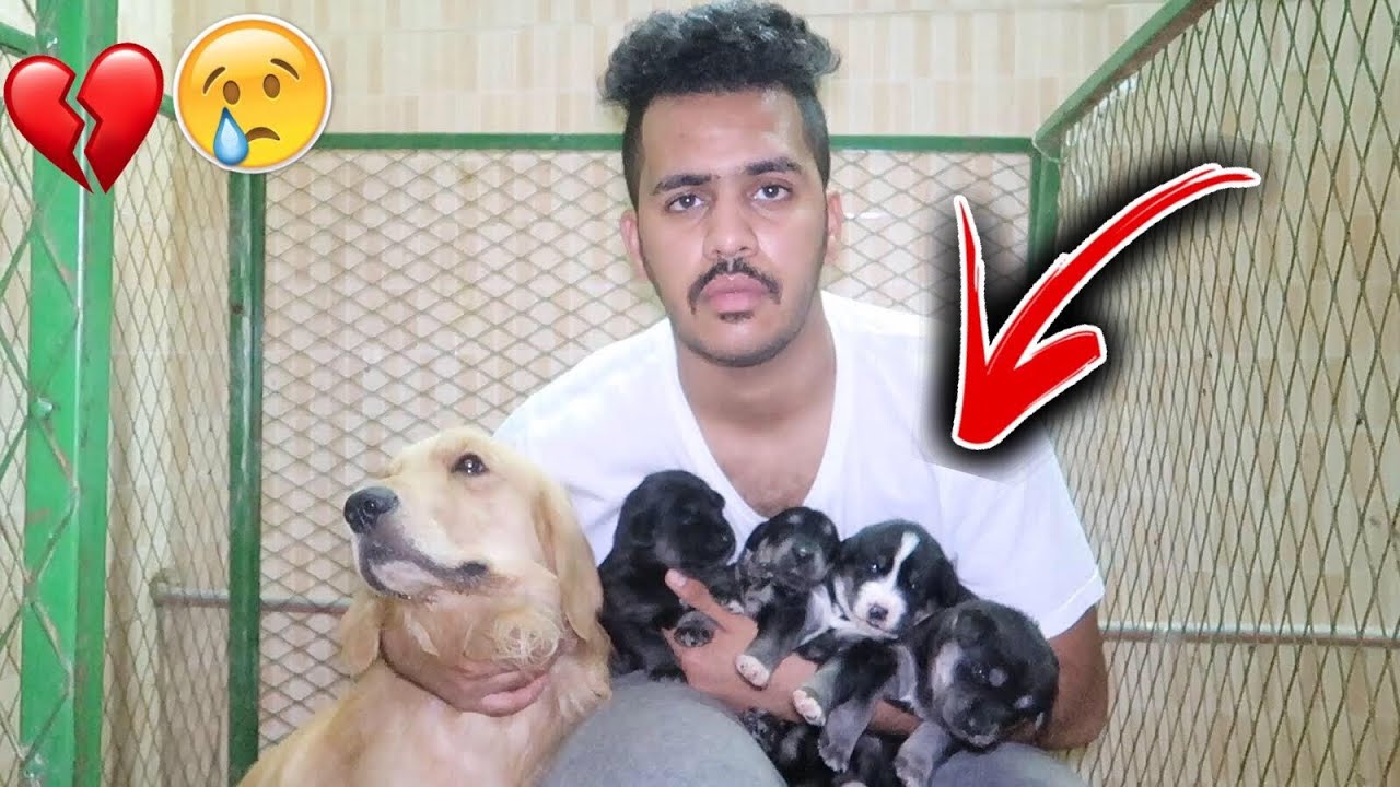 هروب كلبتي لوسي وتركت عيالها معي💔😢