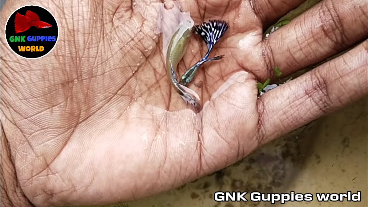 our New strain Guppy