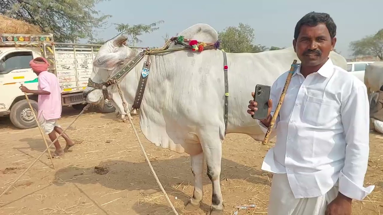 నంద్యాల జిల్లా చెరుకుచెర్ల రైతు పెబ్బేరు సంతకు తెచ్చిన పెద్ద సైజు ఒంగోలు ఎద్దు | Biggest Ongole Bull