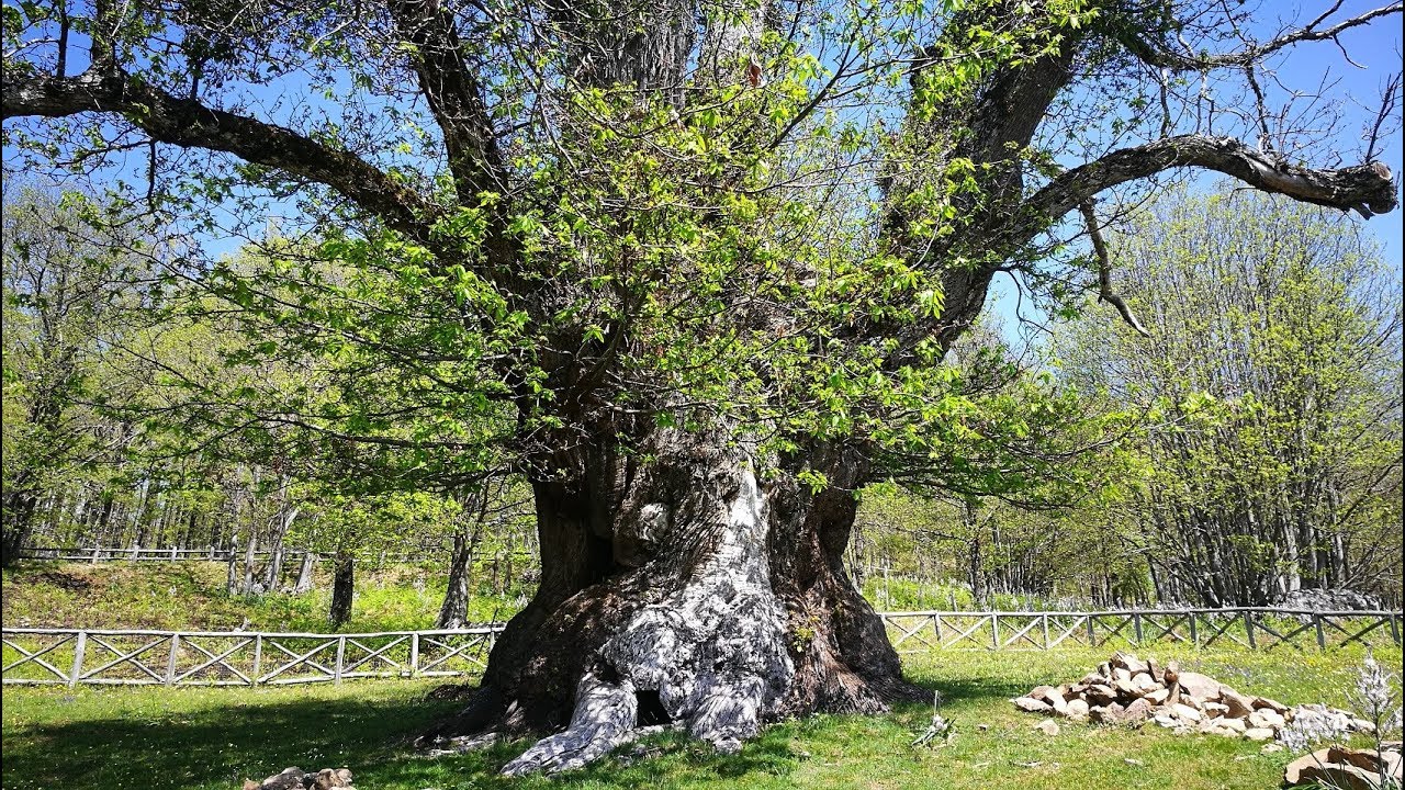 Esperienza in Calabria | Escursione a cavallo nel Parco nazionale della Sila| to do in Calabria