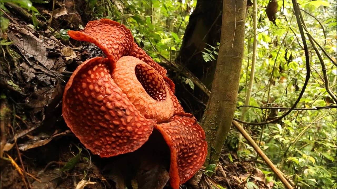 Rafflesia arnoldii　ラフレシア　-DIscoveryPlanet-