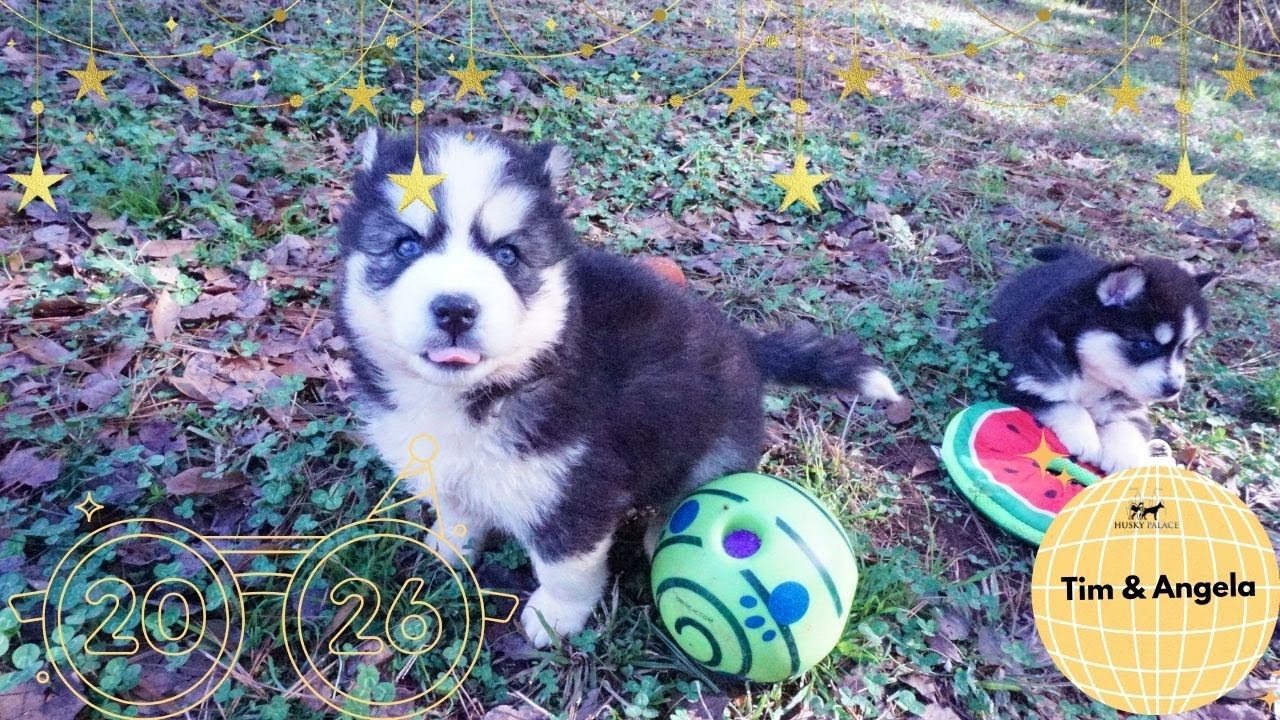 Sweet 6 week old Pups | Husky Palace