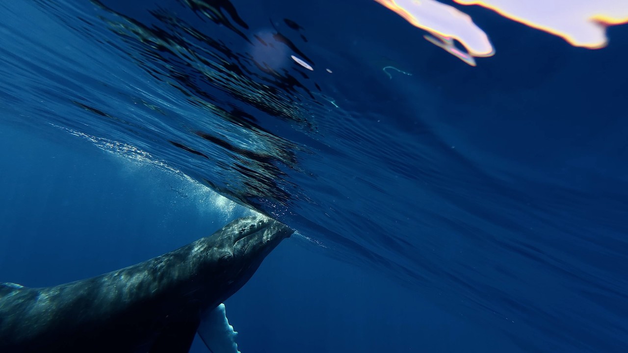 MAUI WHALE VIDEO U:W 2 26