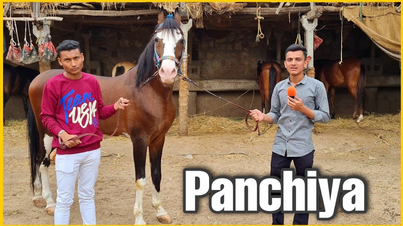 Sindhi Stallion Panchiya | The Best Breeder at Towerwala Stud Farm Naswadi Gujarat